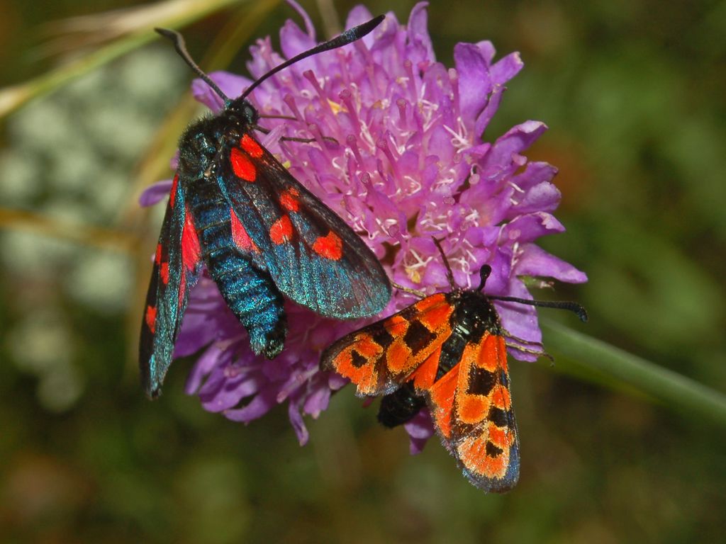 Ancora una Zigena in attesa di un nome- Zygaena  hilaris